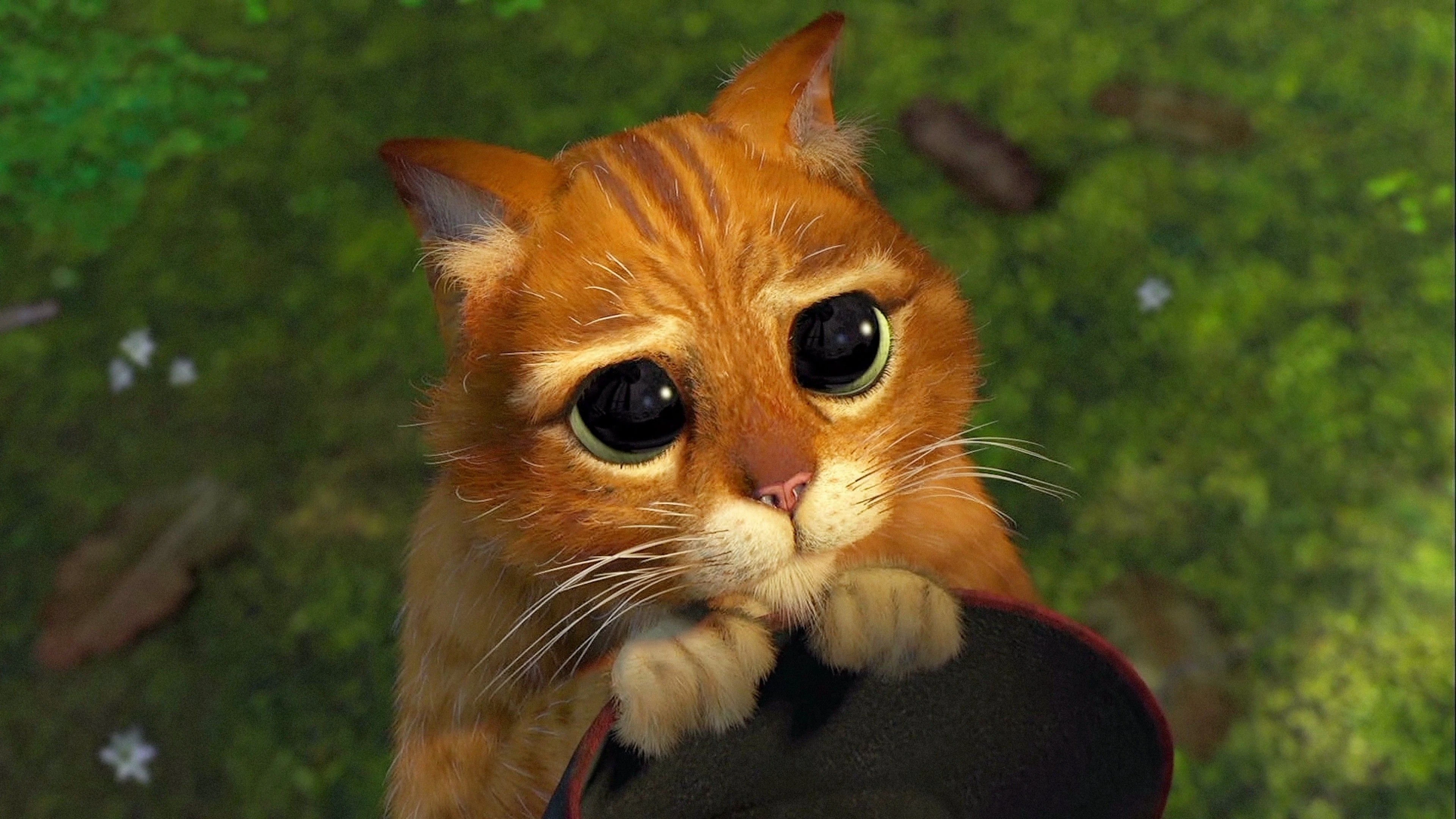 le Chat potté